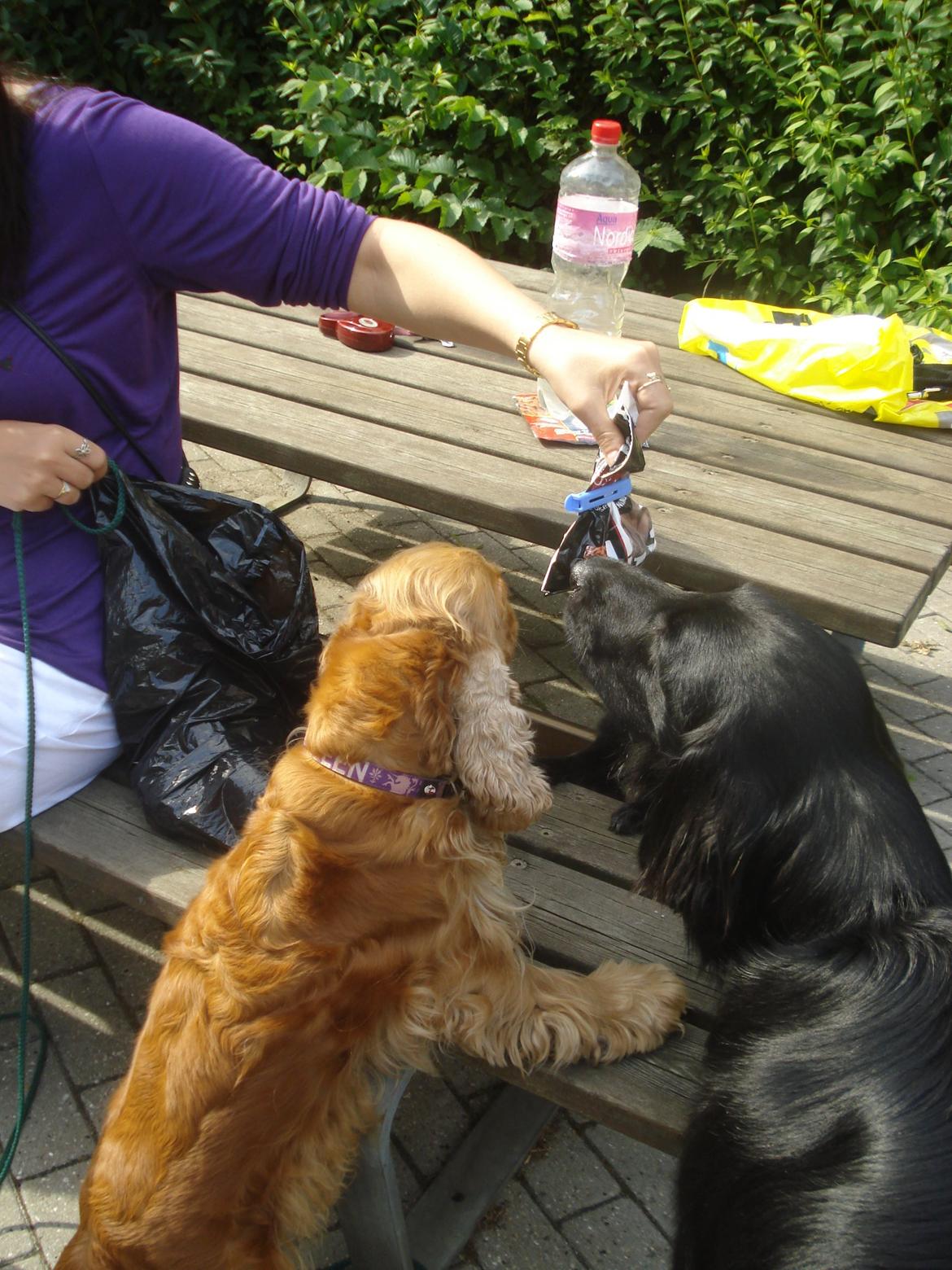 Cocker spaniel Bella (abeungen) - "Er det godbider der ligger dér??" - fælles tigning med Bella, Bertram og Kiki. billede 8