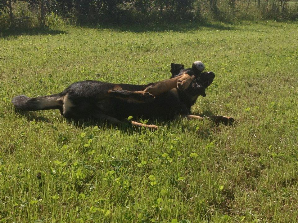 Blanding af racer max / maxi billede 20