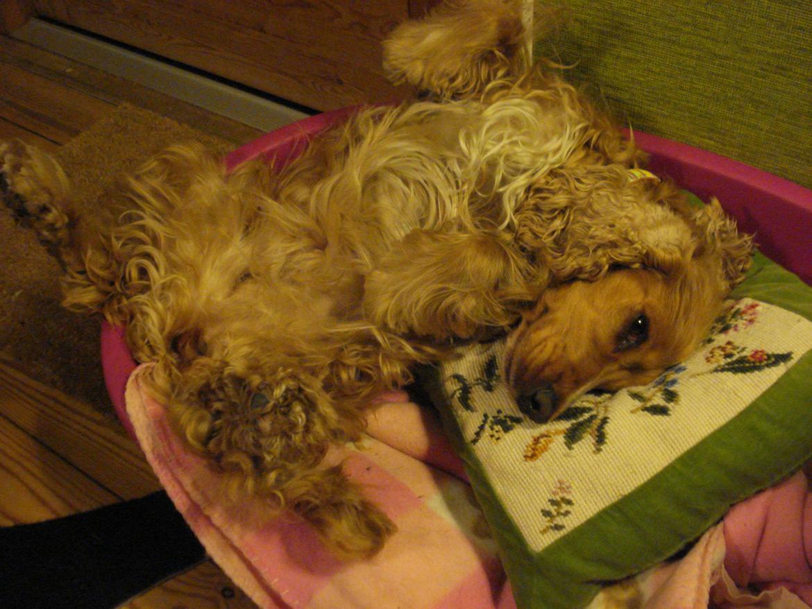 Cocker spaniel Bella (abeungen) - Bella er så fornem at hun sover med broderet hovedpude. Eller også har hun stjålet en sofapude...vælg selv ;) billede 7