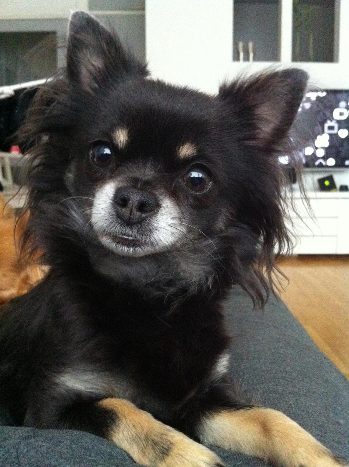 Chihuahua Tila billede 8