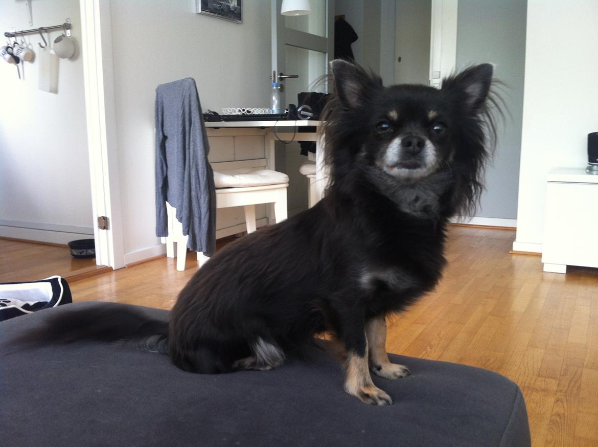 Chihuahua Tila billede 9