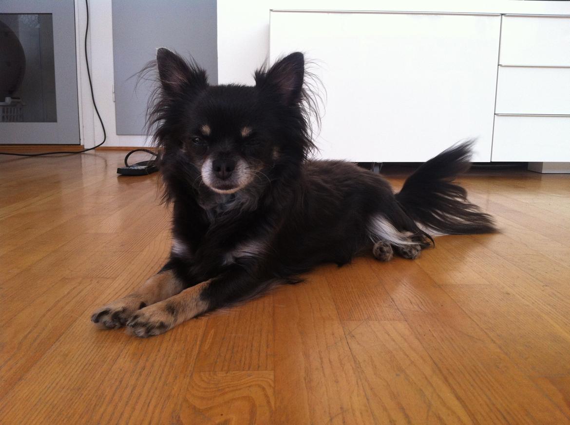 Chihuahua Tila billede 4