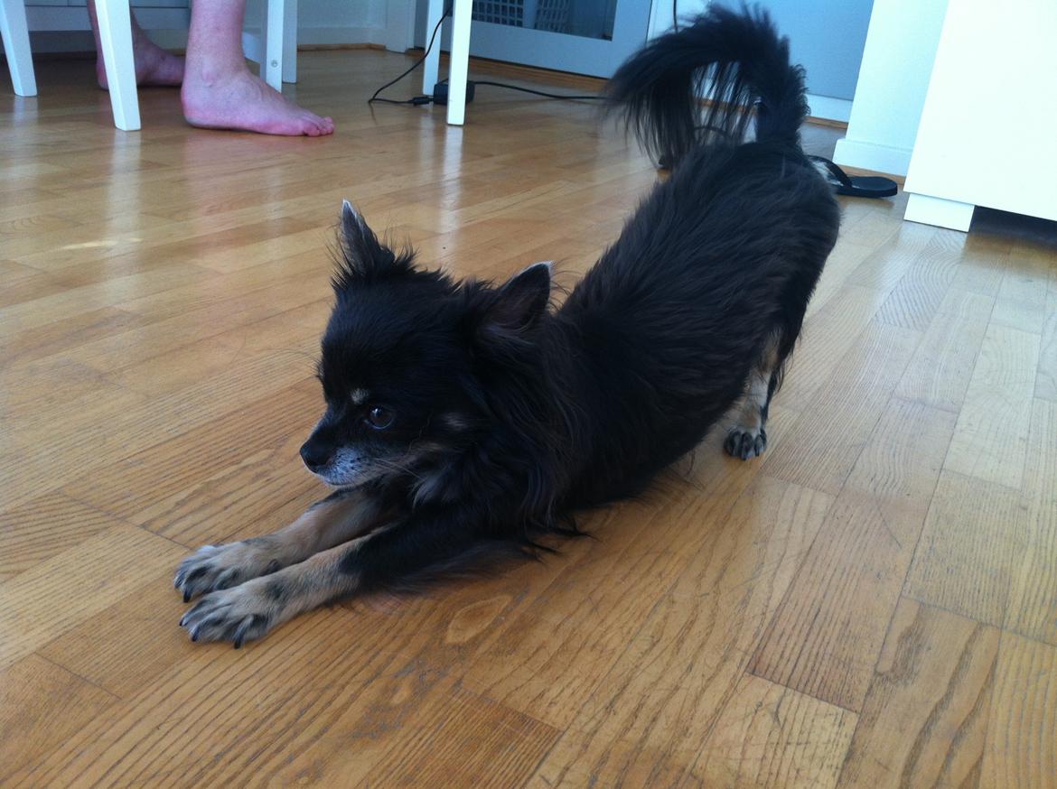 Chihuahua Tila billede 10