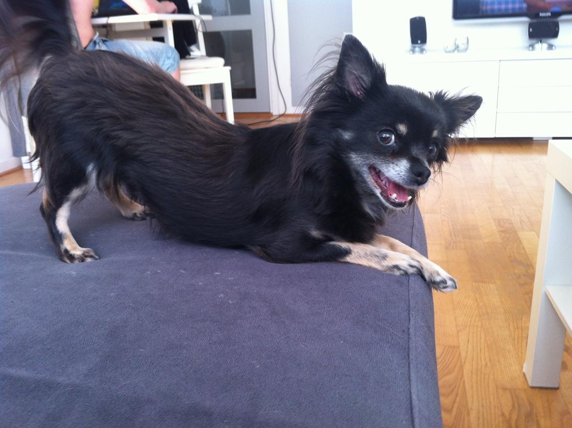 Chihuahua Tila billede 6