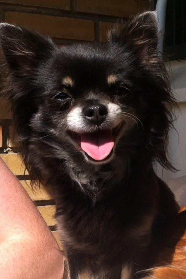 Chihuahua Tila billede 1