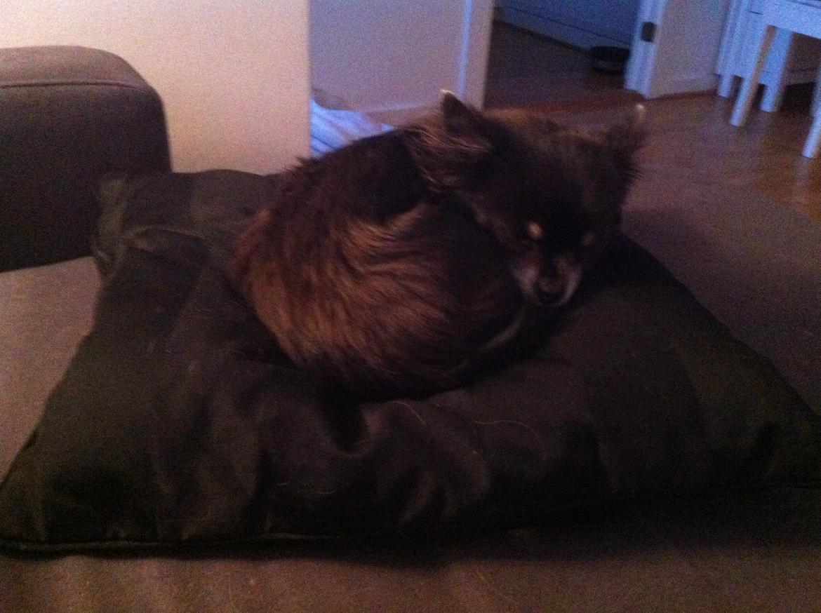 Chihuahua Tila billede 12