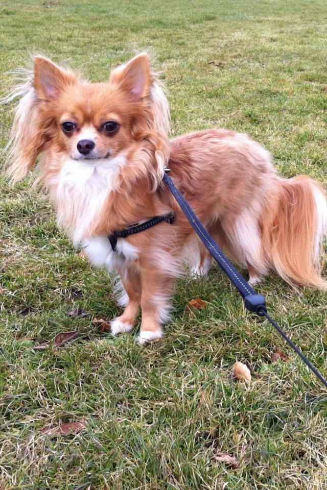 Chihuahua Simba billede 1