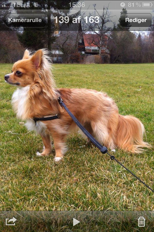 Chihuahua Simba billede 4