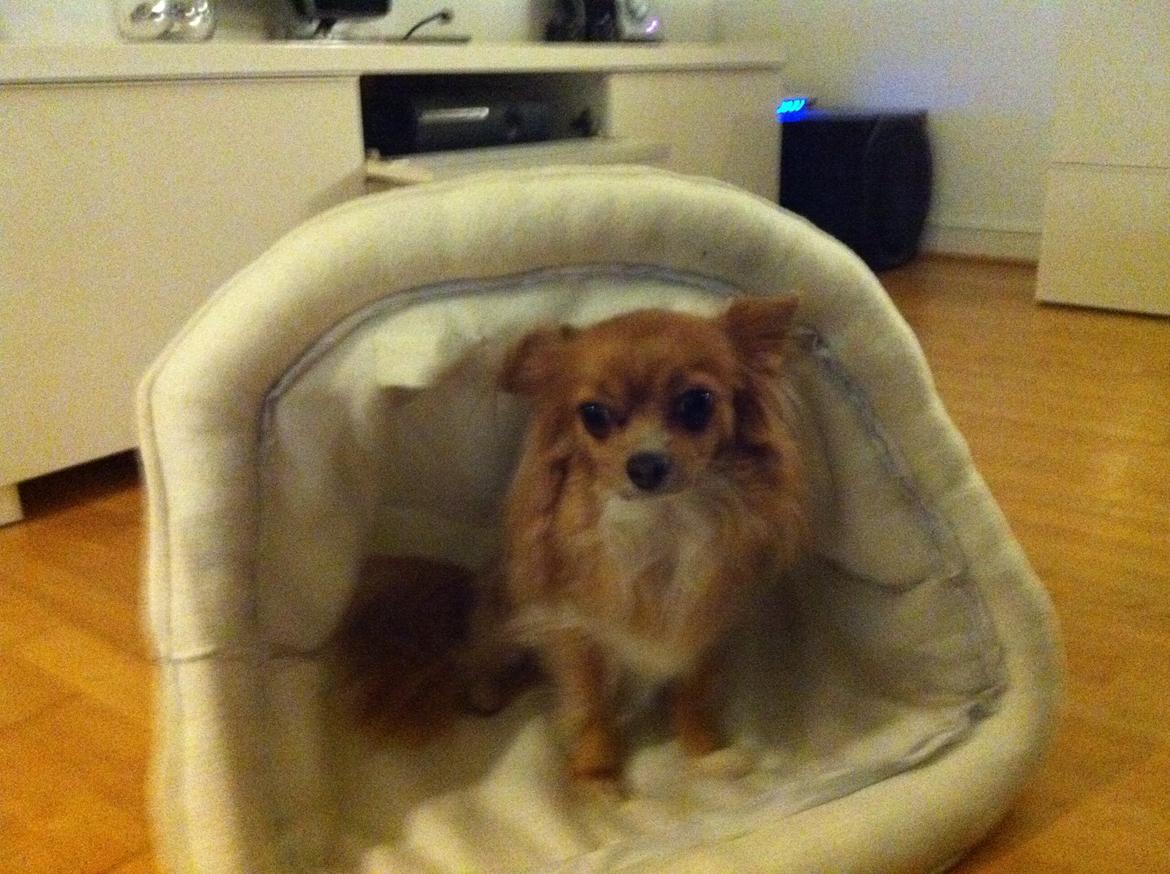 Chihuahua Simba billede 11