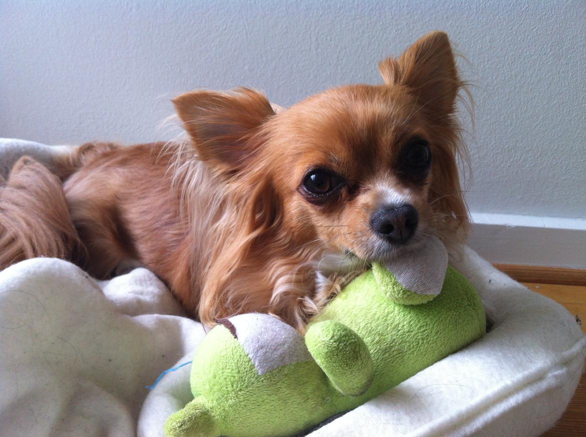 Chihuahua Simba billede 3