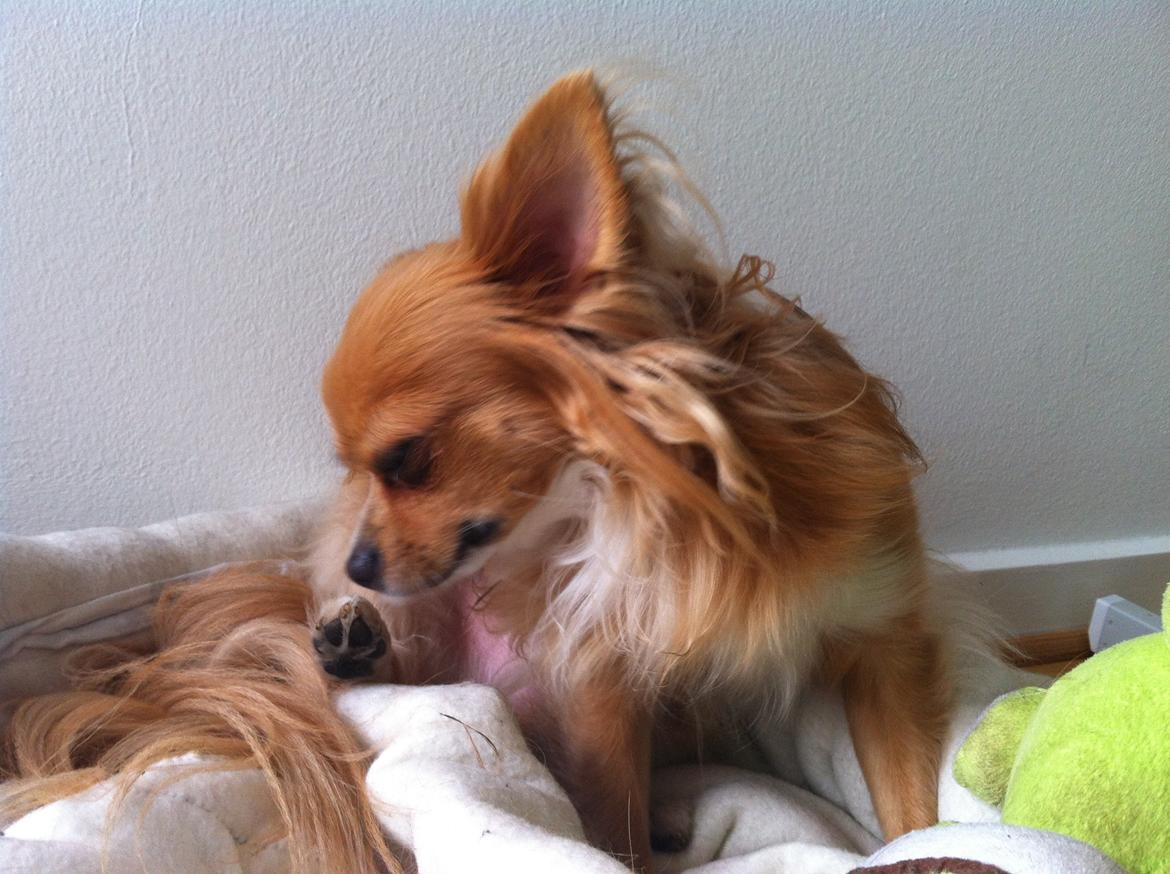Chihuahua Simba - Puha, er det mine tær der lugter sådan? :p  billede 5