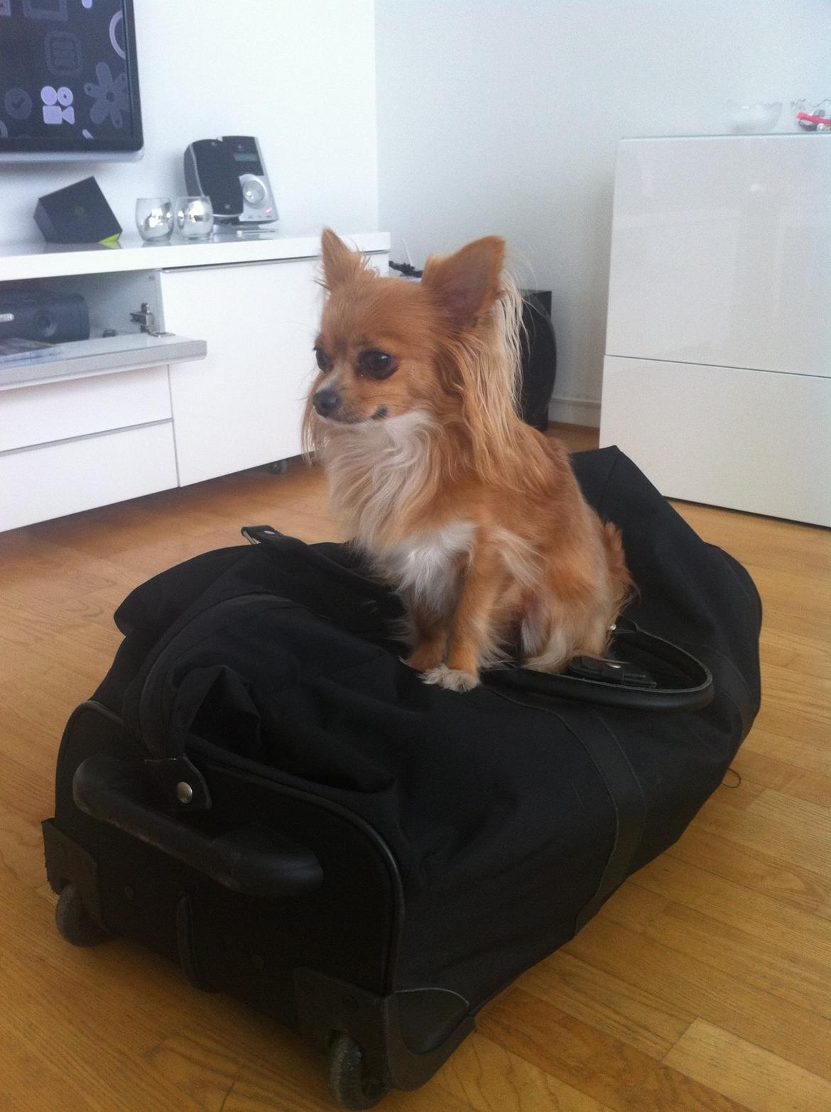 Chihuahua Simba billede 15