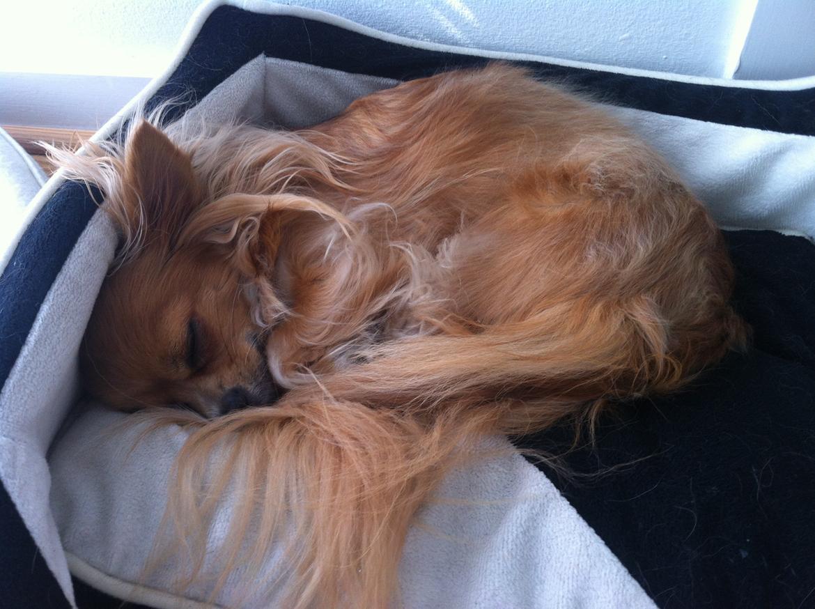 Chihuahua Simba billede 9