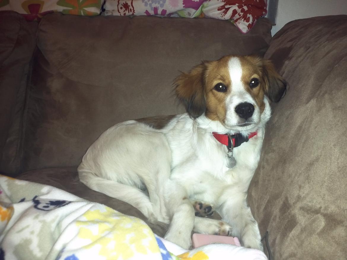 Kooikerhondje Charlie billede 1