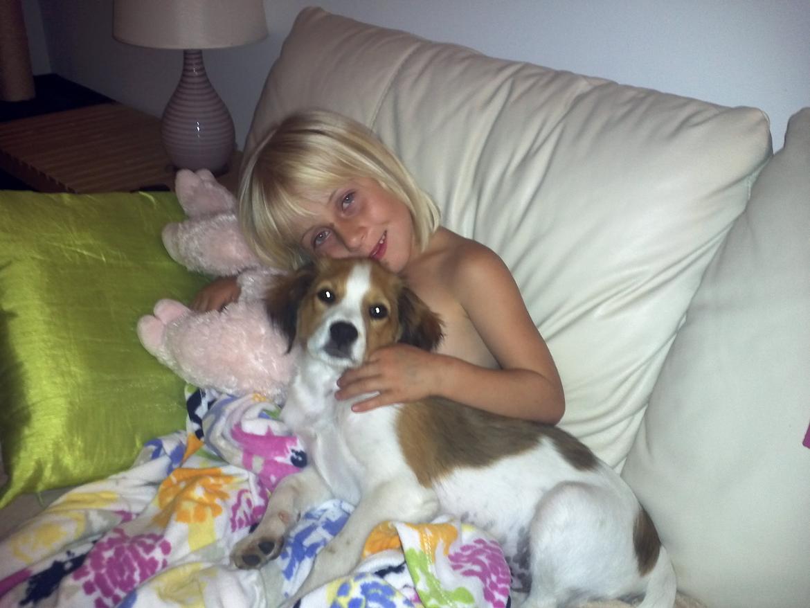 Kooikerhondje Charlie billede 3