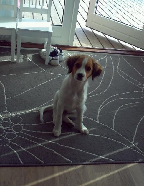 Kooikerhondje Charlie billede 4