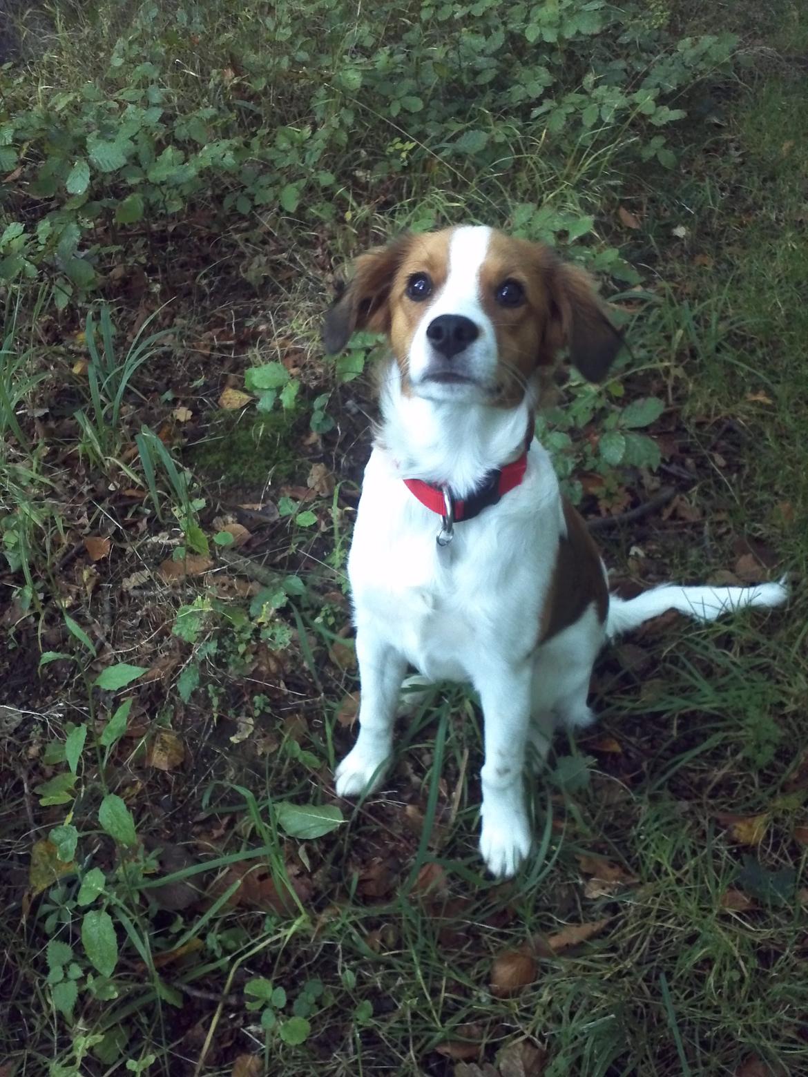 Kooikerhondje Charlie billede 2