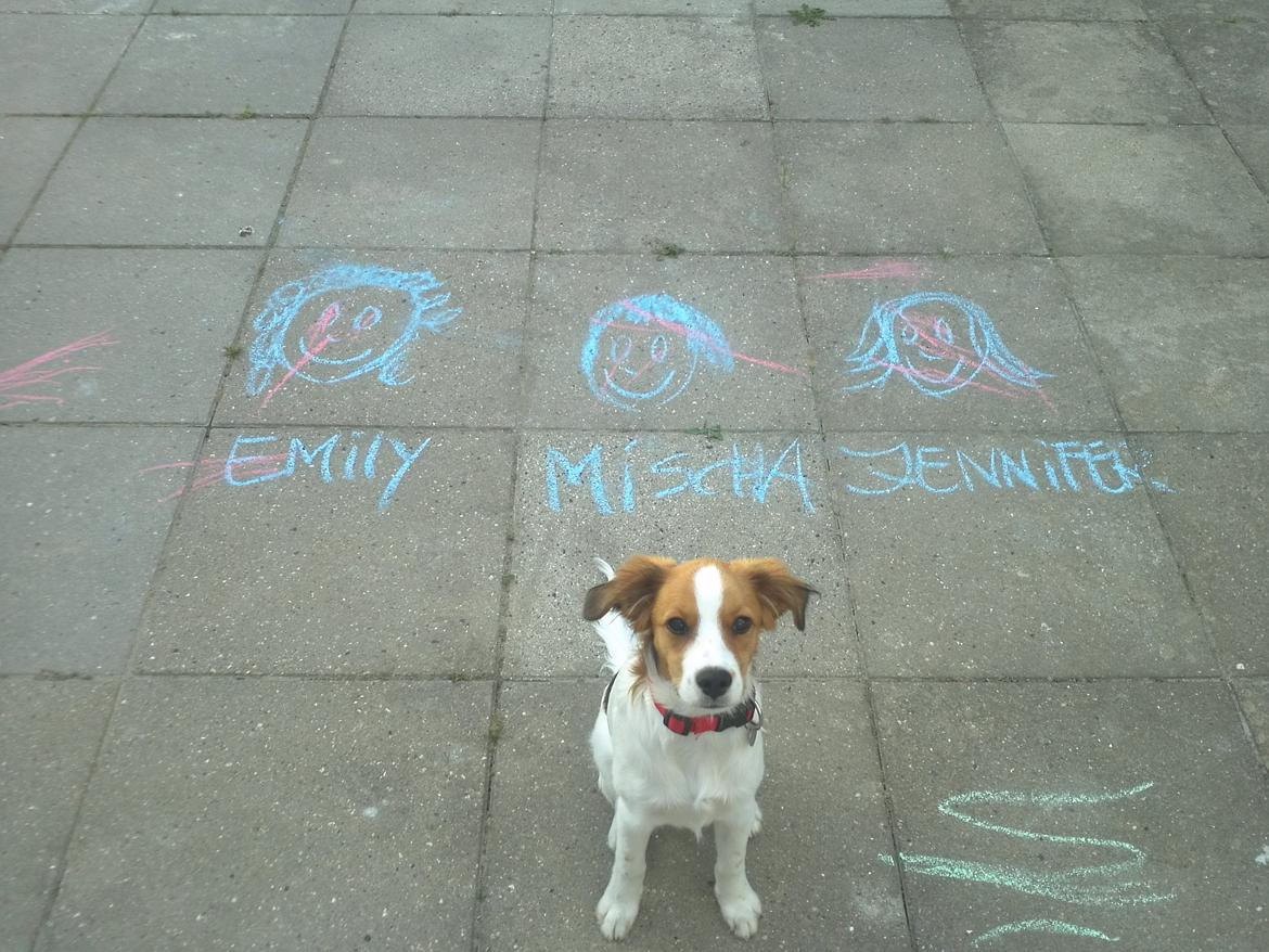 Kooikerhondje Charlie billede 5