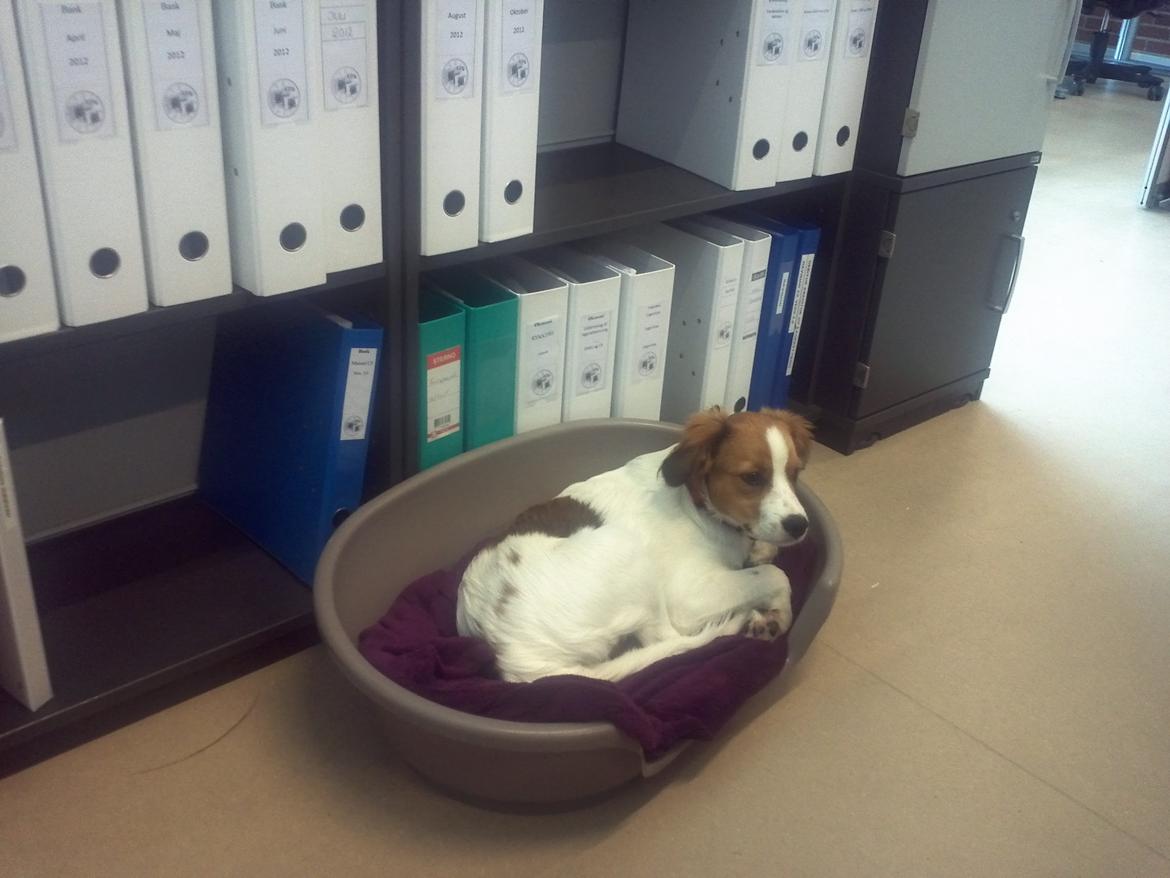 Kooikerhondje Charlie billede 6