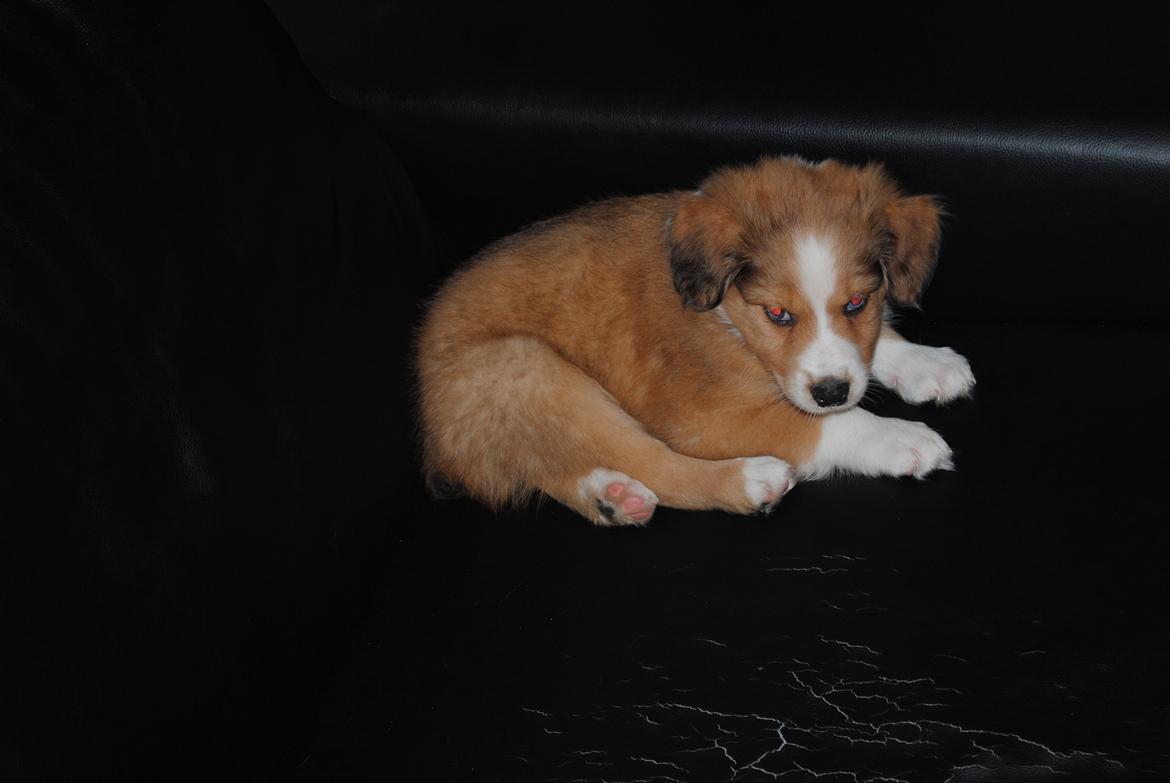 Blanding af racer Monty - åårh hvor var han lille og tyk :) billede 5