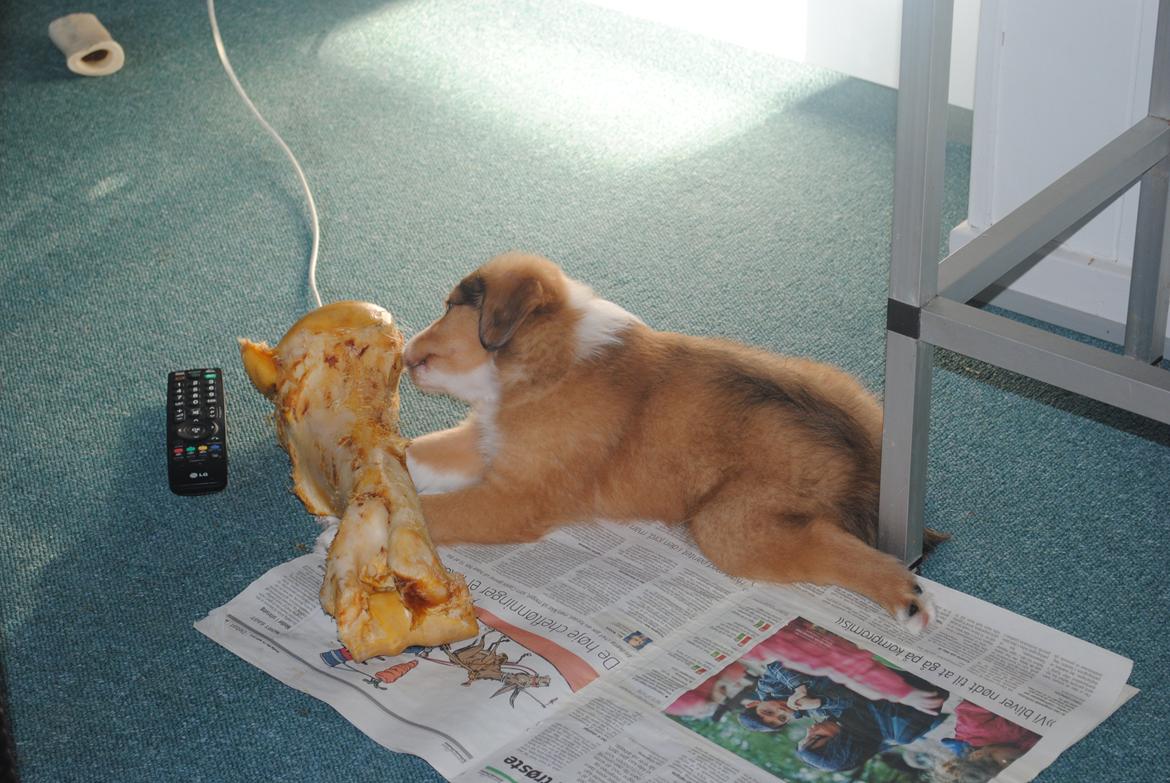 Blanding af racer Monty billede 6