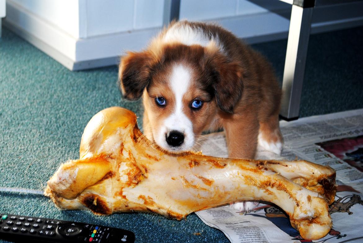 Blanding af racer Monty - åårh billede 7