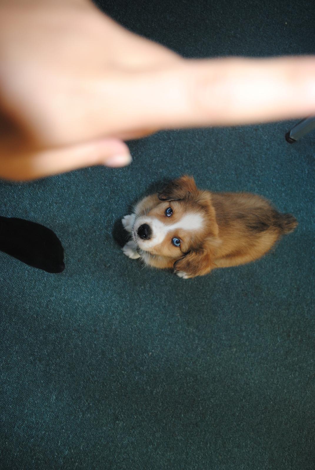 Blanding af racer Monty billede 8