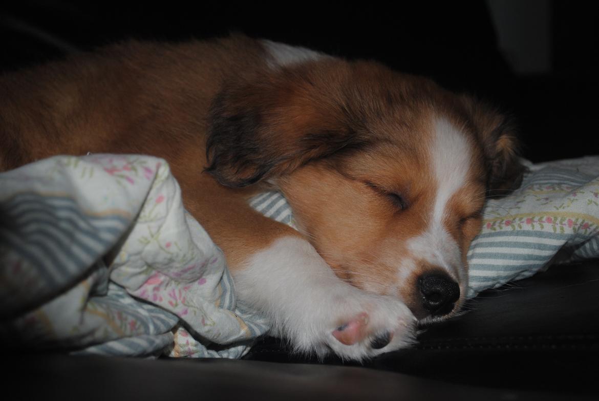 Blanding af racer Monty - godnat :) billede 9