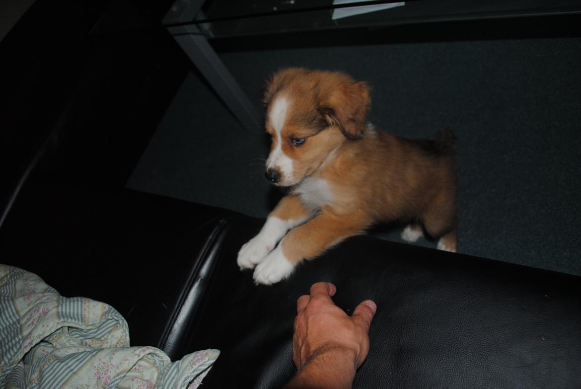 Blanding af racer Monty - da han kun var en lille hvalp og ville op til mor :) billede 10