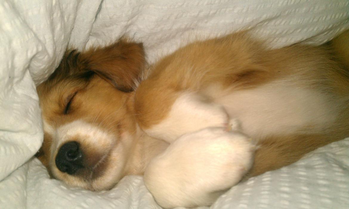 Blanding af racer Monty - putter i mors seng. billede 11