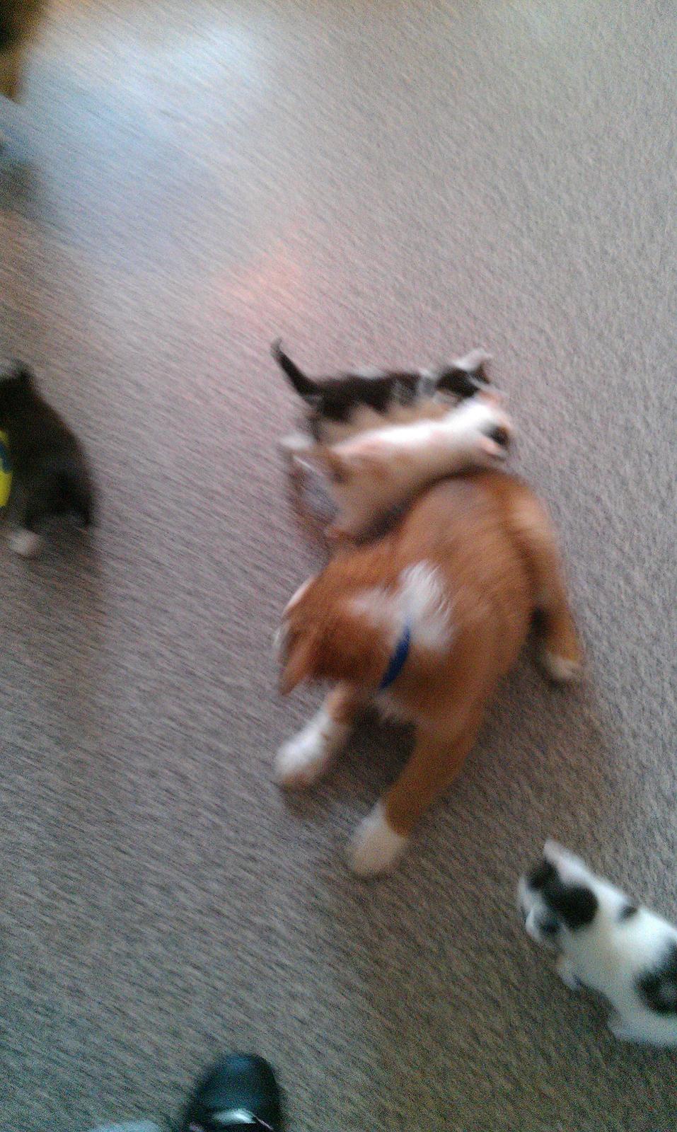 Blanding af racer Monty - monty med en masse små killinger. billede 12