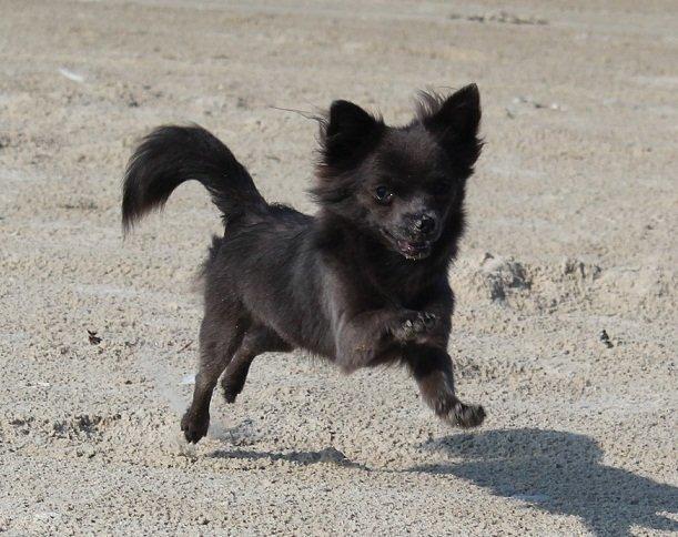 Chihuahua Tulle billede 3