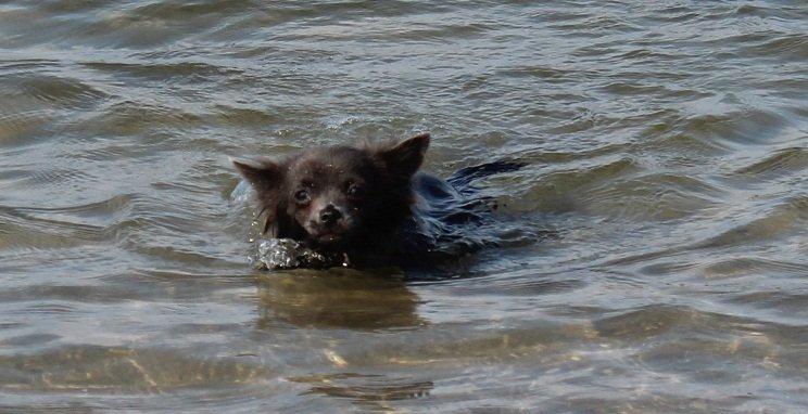 Chihuahua Tulle - En lille svømmetur i havet :) billede 8