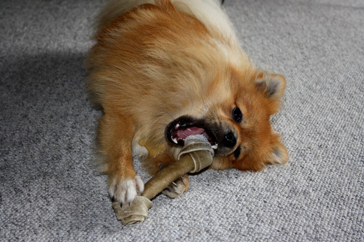 Pomeranian Zimba - min mund ER stor nok! billede 7