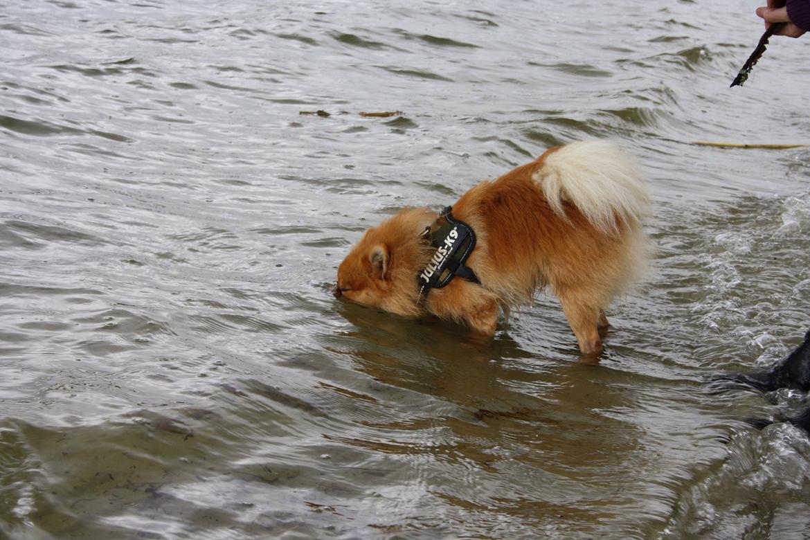 Pomeranian Zimba - zimba dykker...  billede 19