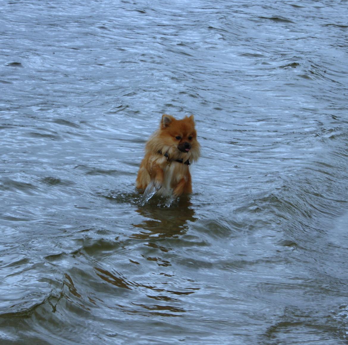 Pomeranian Zimba billede 8