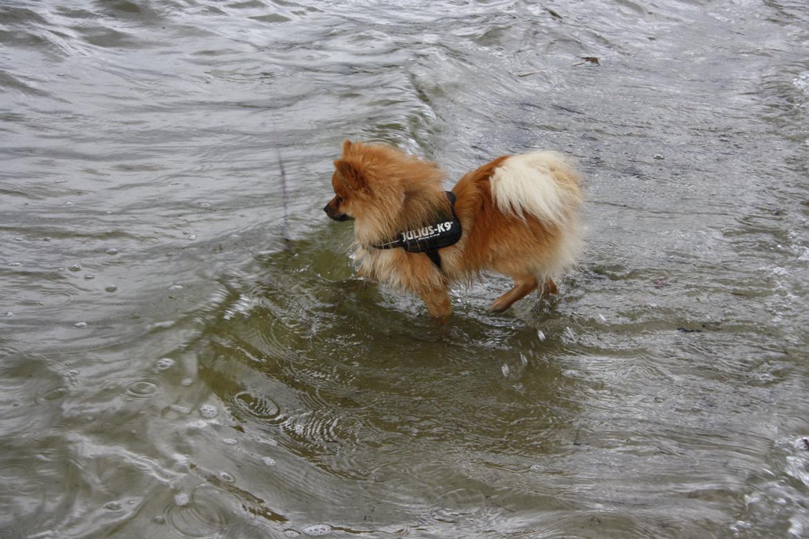 Pomeranian Zimba billede 20