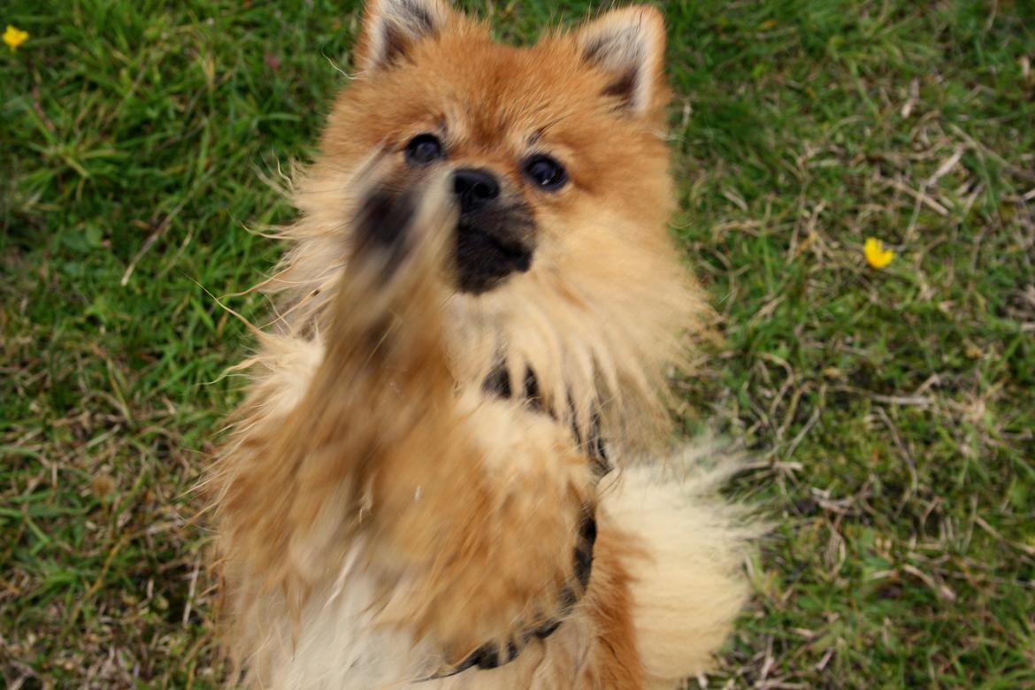 Pomeranian Zimba - please mor ;) billede 5