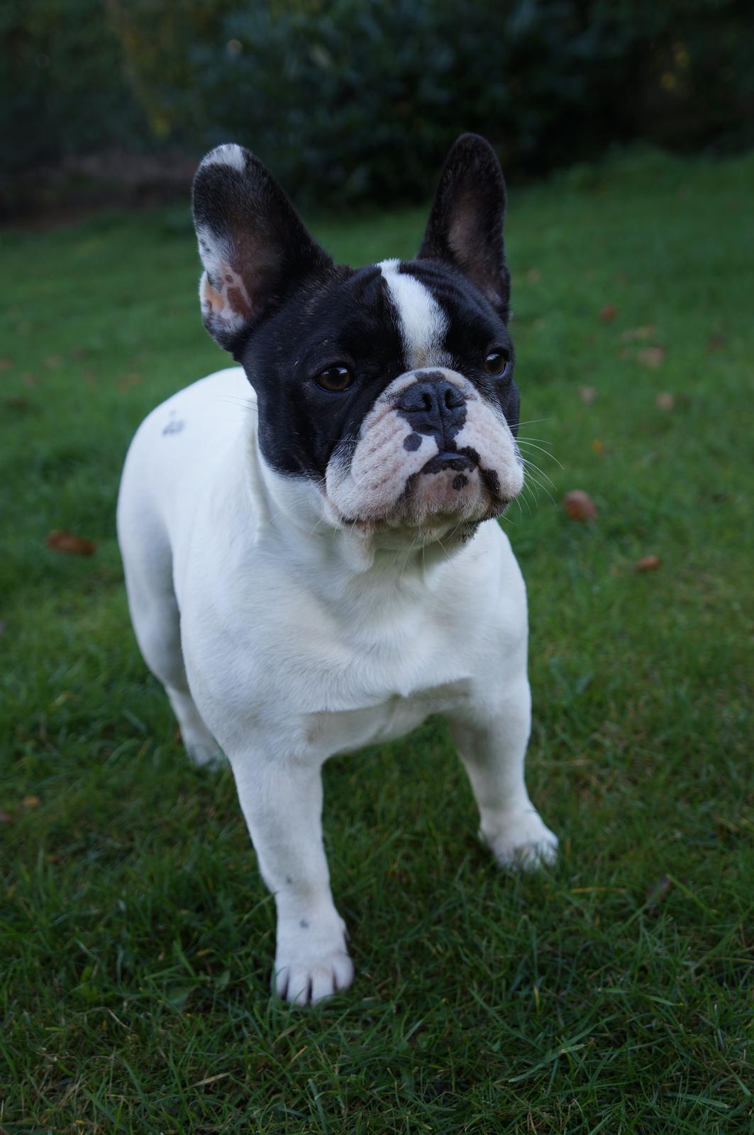 Fransk bulldog Fanta billede 16