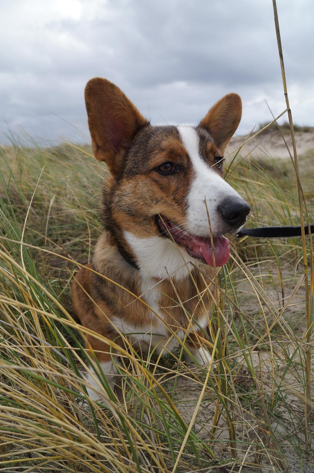 Welsh corgi cardigan Cardax Tonkins (Svendsen) - En tur på sranden 30/9-12 billede 13