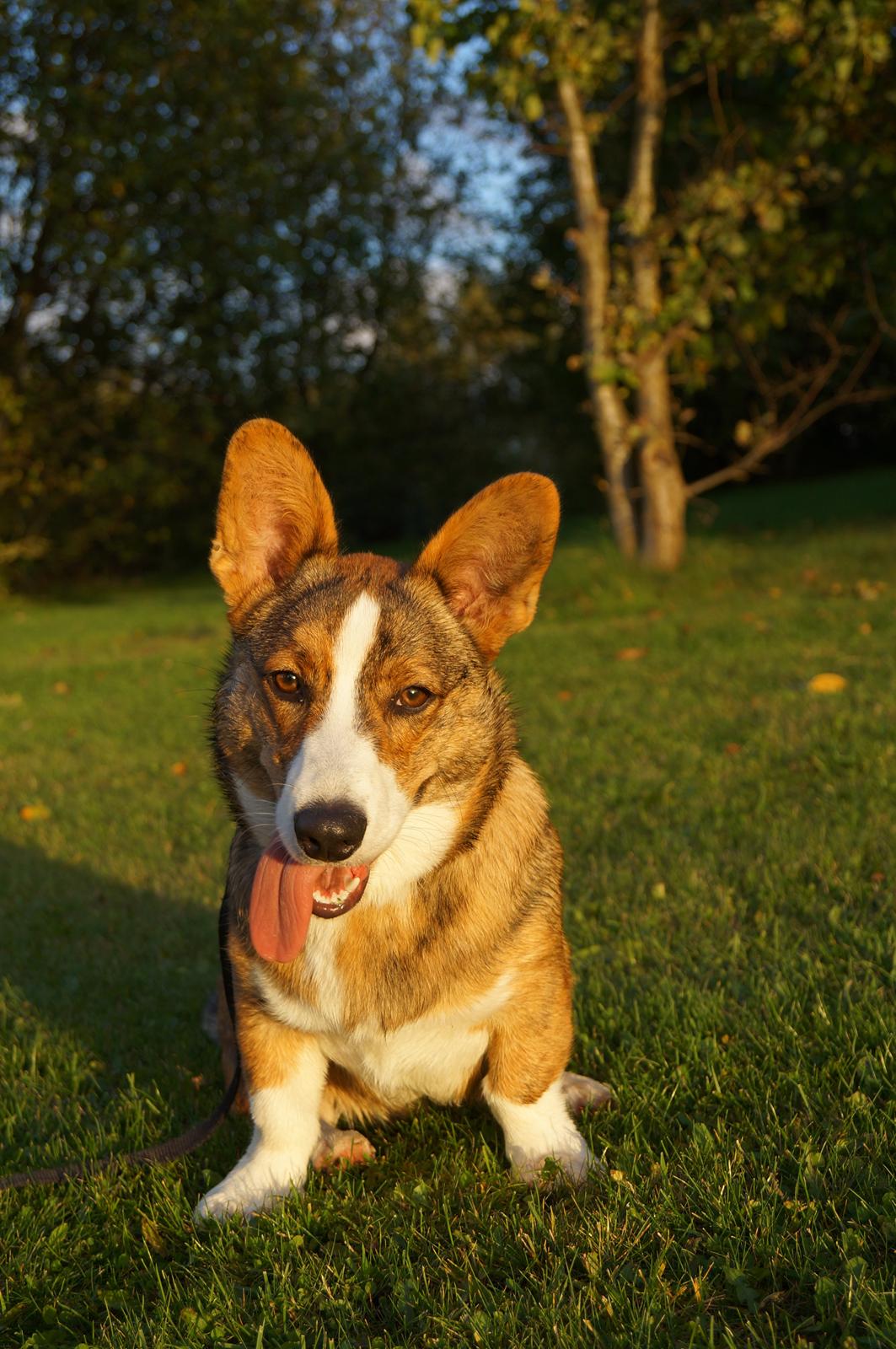 Welsh corgi cardigan Cardax Tonkins (Svendsen) - 7½ mrd. billede 12