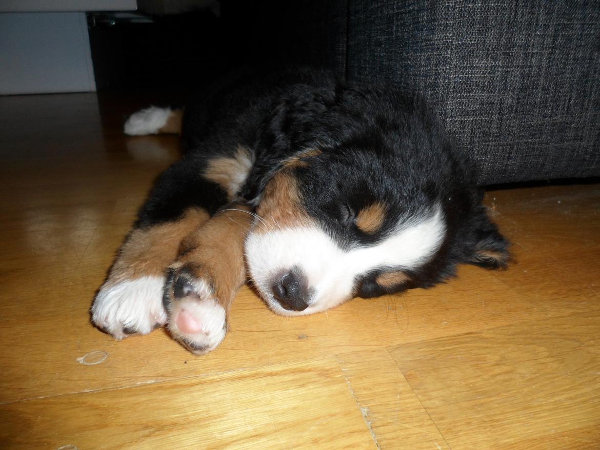 Berner sennenhund Sika billede 1