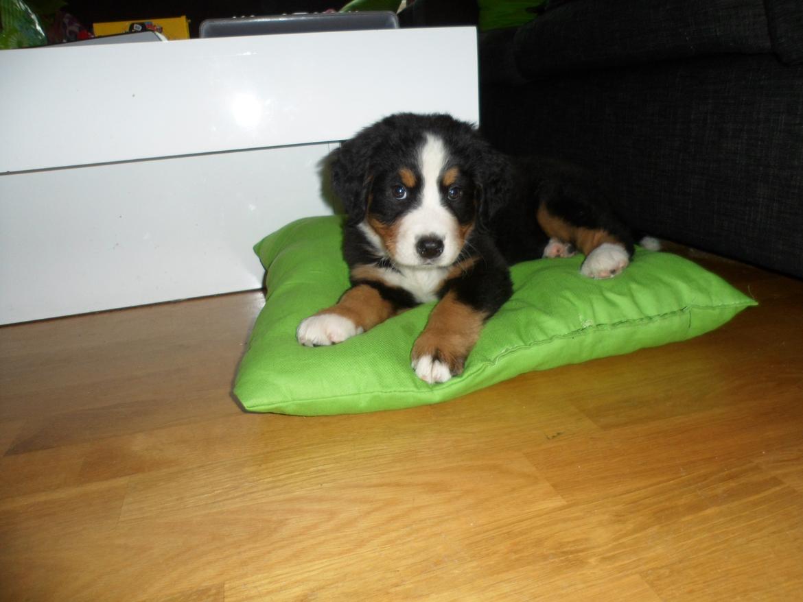 Berner sennenhund Sika billede 3