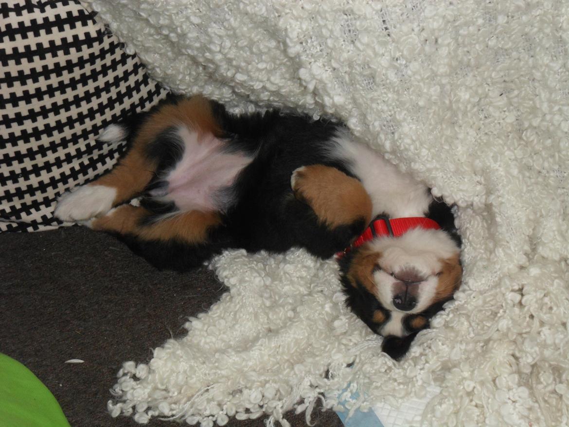 Berner sennenhund Sika billede 5