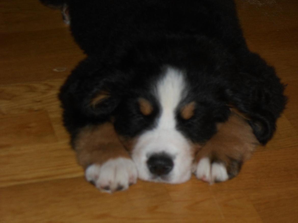 Berner sennenhund Sika billede 6