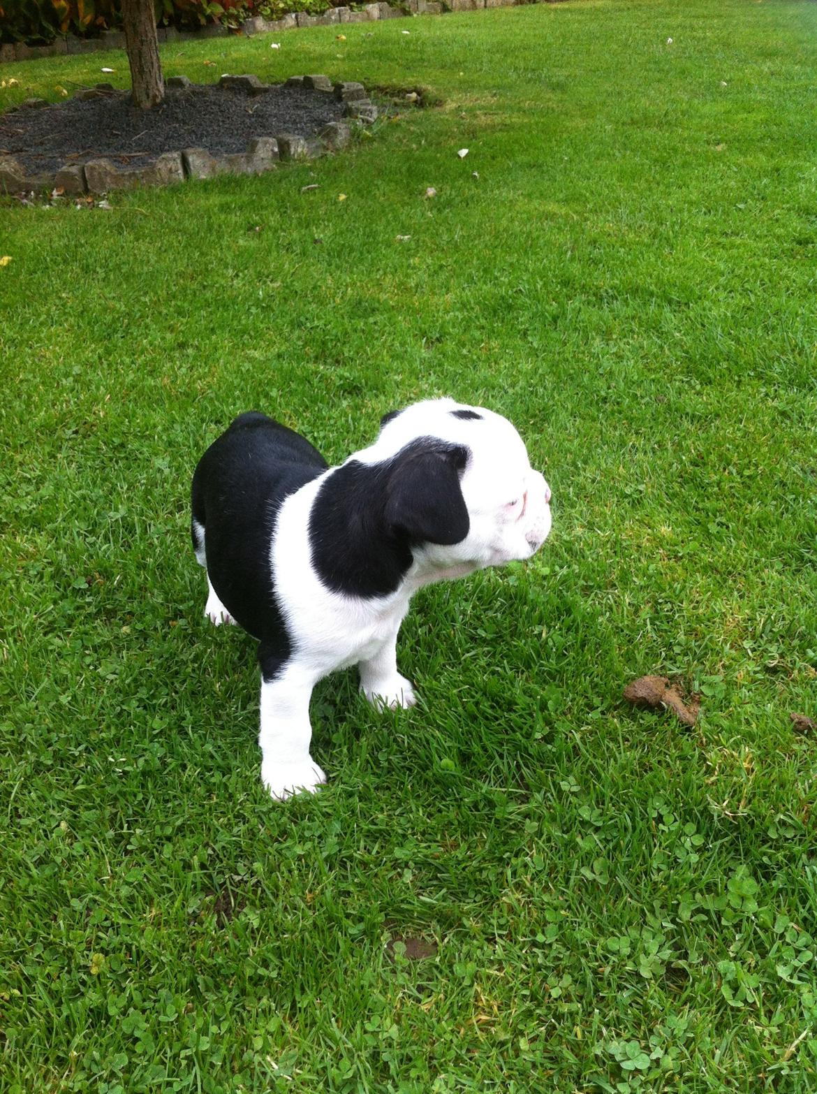 Fransk bulldog Basse billede 1