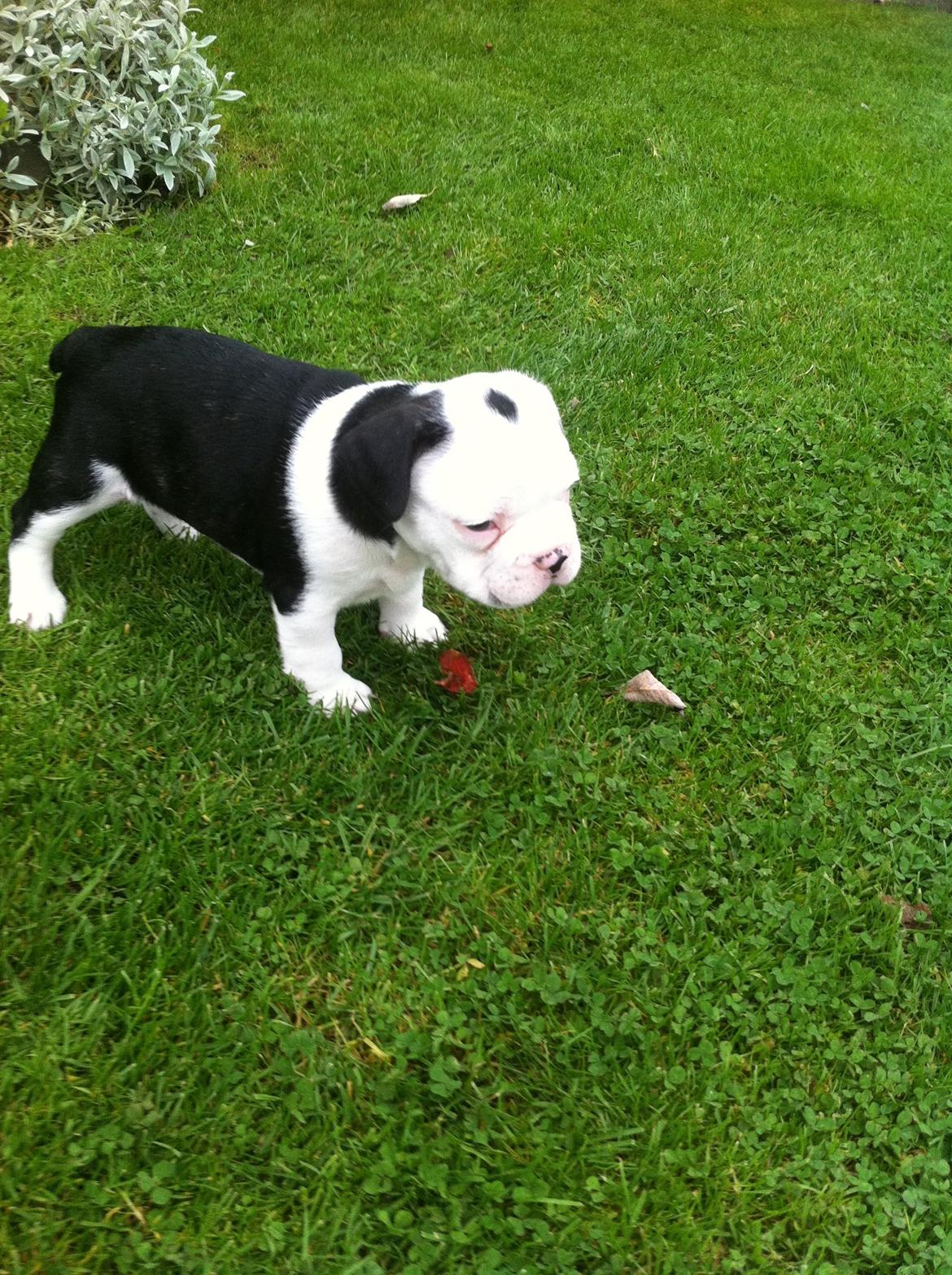 Fransk bulldog Basse billede 2