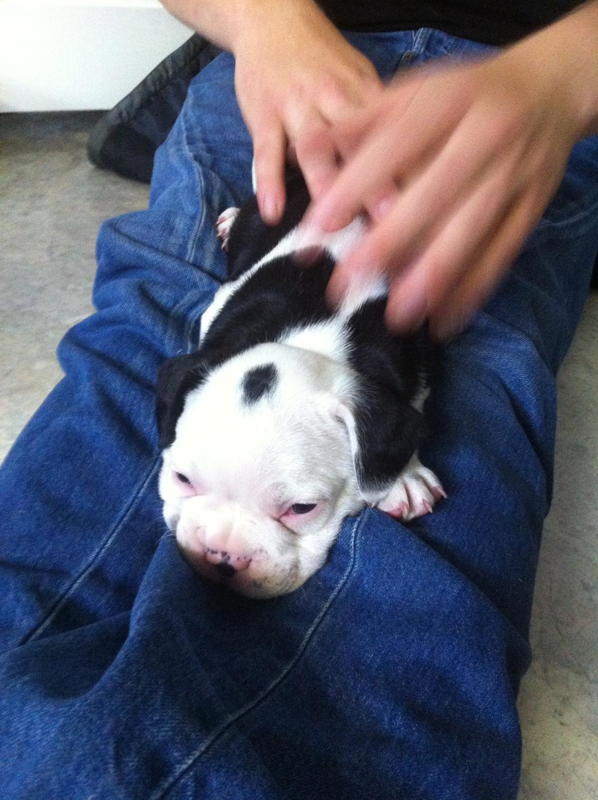 Fransk bulldog Basse billede 3
