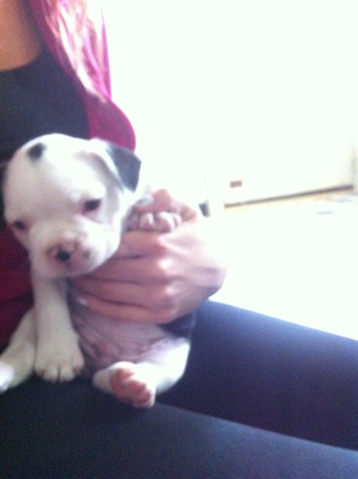 Fransk bulldog Basse billede 4