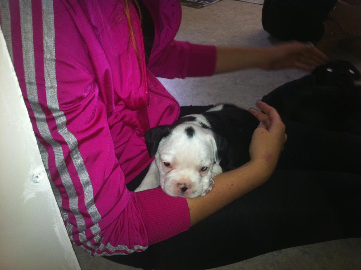 Fransk bulldog Basse billede 5